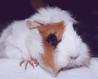 patsy.gif image by oncue1984