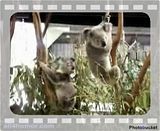 koala bear